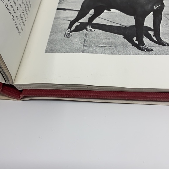 The World of Dogs Book By Wendy Boorer 1970s - Picture 16 of 17